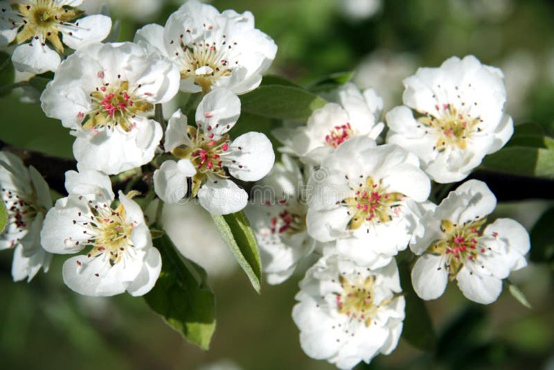Spring blossom. royalty free stock photo