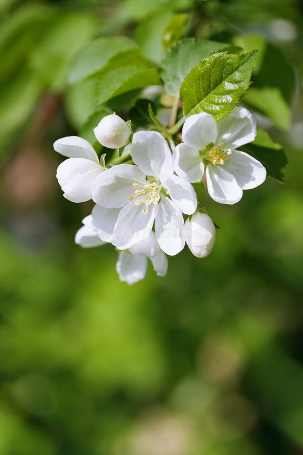 Spring blossom. Apple brunch. stock image