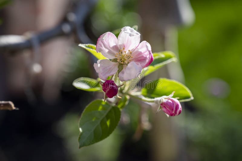 Spring Blossom of Apple Tree, Orchards with Pink Apple Fruit Flowers