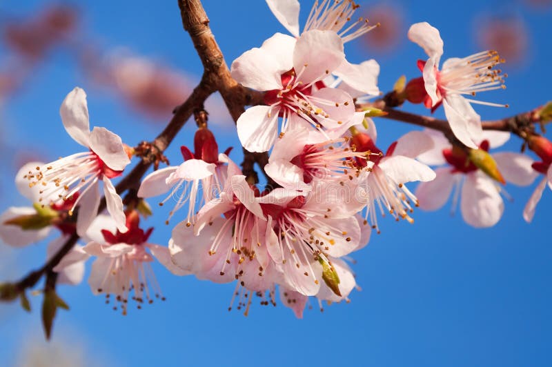 Apricot Tree Flowers Blossom Stock Photo Image of flora, blossom