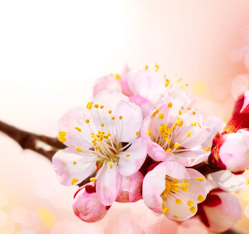 Spring Blossom royalty free stock photography Spring Blossom royalty free stock photography