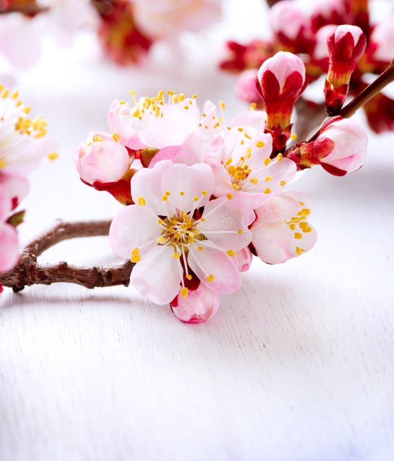 Spring Blossom stock image. Image of blooming, border - 30693309