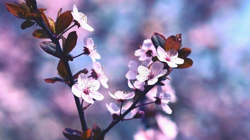 Spring blossom background. Beautiful nature scene with blooming cherry tree - Sakura. Orchard Abstract blurred background in stock images Spring blossom background. Beautiful nature scene with blooming cherry tree - Sakura. Orchard Abstract blurred background in stock images