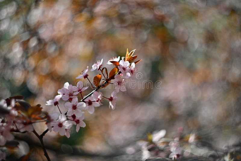 Spring blossom background. Beautiful nature scene with blooming cherry tree - Sakura. Orchard Abstract blurred background in stock photo Spring blossom background. Beautiful nature scene with blooming cherry tree - Sakura. Orchard Abstract blurred background in stock photo