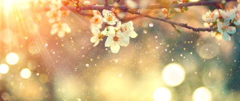 Cherry Blossom stock image. Image of close, aroma, closeup - 11983965