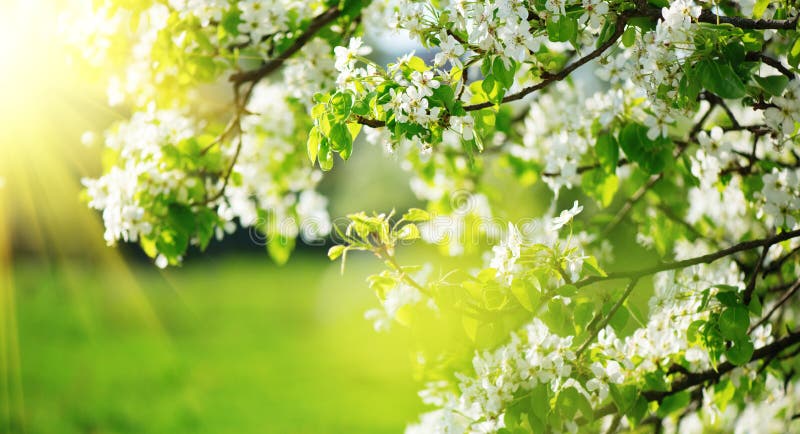 Spring blossom background. Nature scene with blooming tree and sun flare. Spring flowers stock images