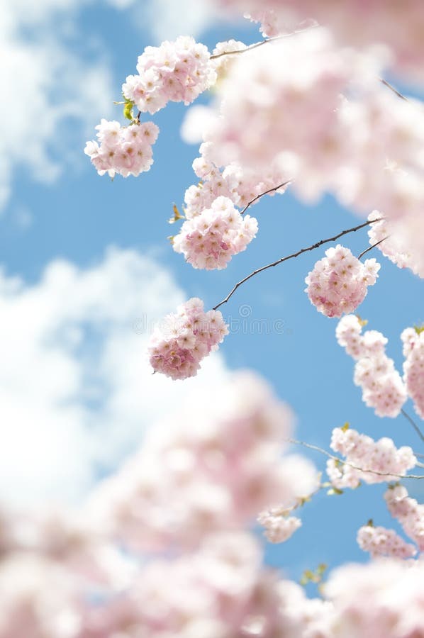 Spring blossom cherry tree