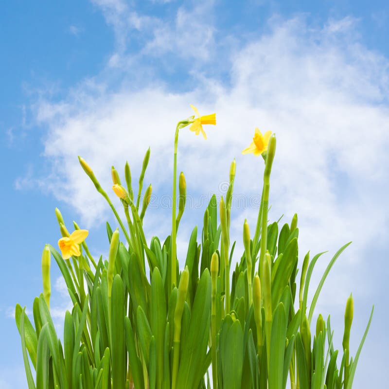 Spring Blossom Daffodil Flowers Buds Blue Sky Stock Photo Image of