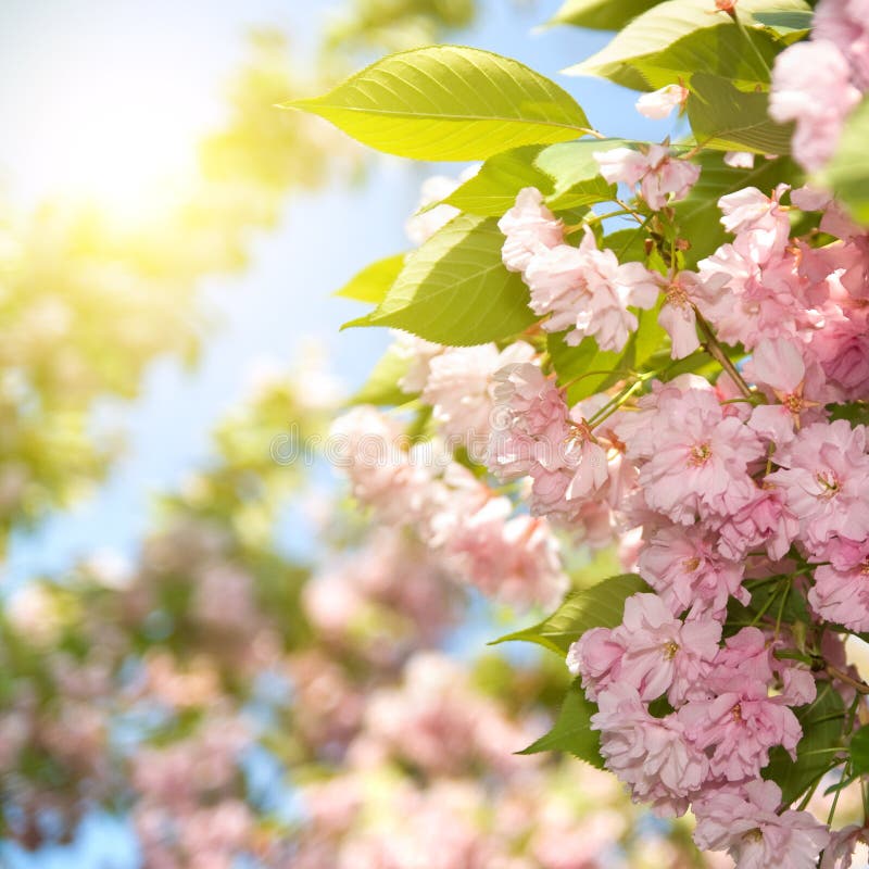 Spring Blossom Of Purple Sakura Stock Photo Image Of Beauty Cherry