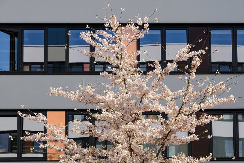 Spring Blossom Sakura Cherry Tree in Inner Yard of Modern Office