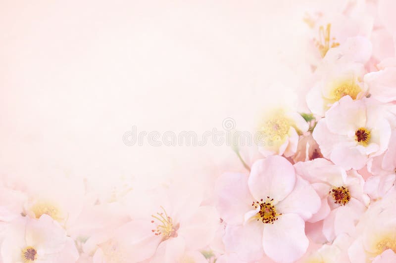 Spring blossom or summer blossoming rose rosehip, flower background, pastel and soft floral card