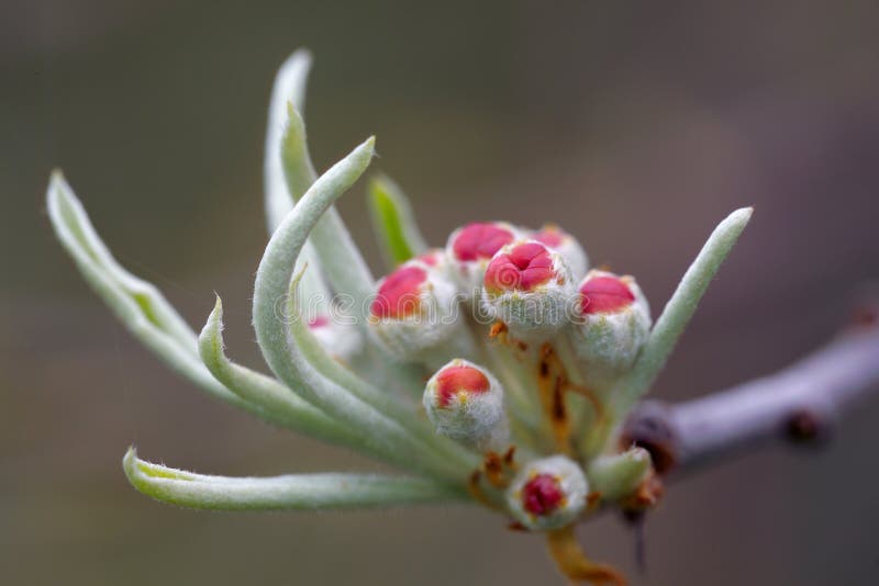 Spring blossom of the weeping silver pear tree, Pyrus salicifolia Pendula