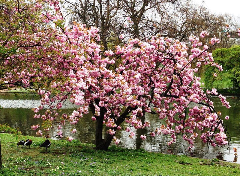 Spring stock image Spring stock image