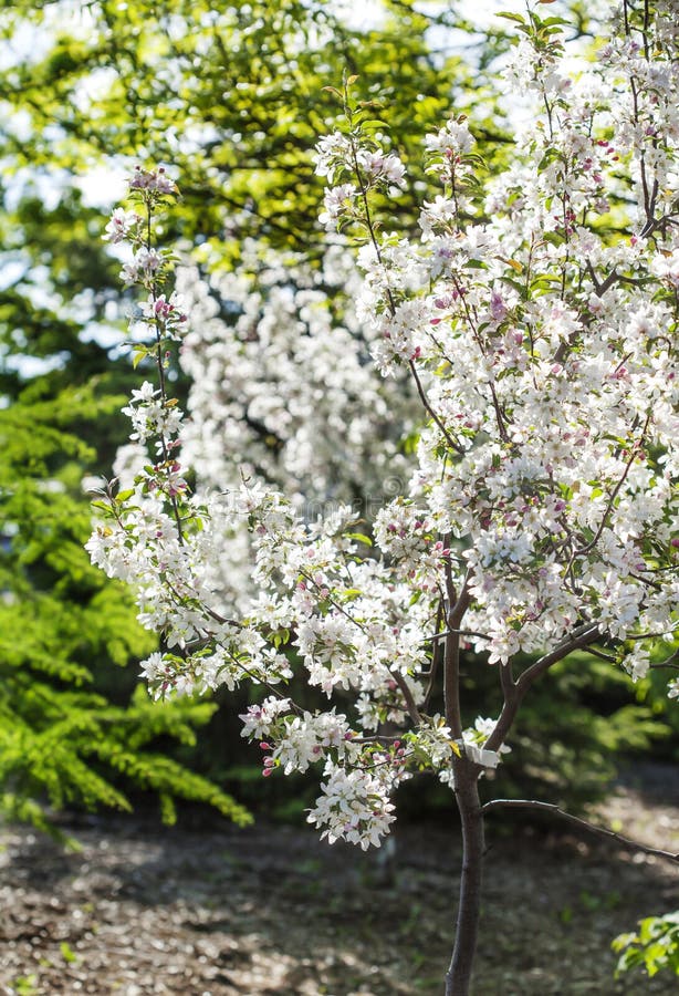 Spring blossoming trees stock images