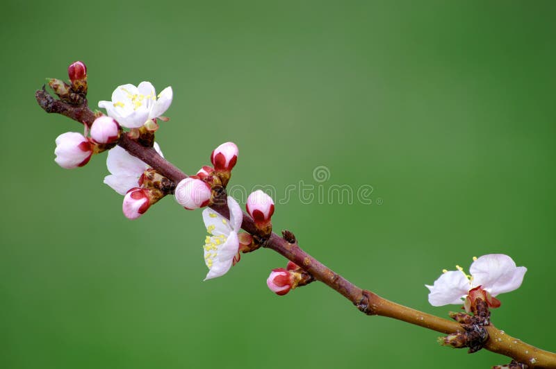 Spring Blossoms