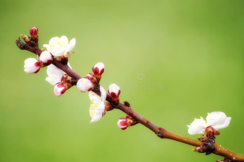 Spring Blossoms