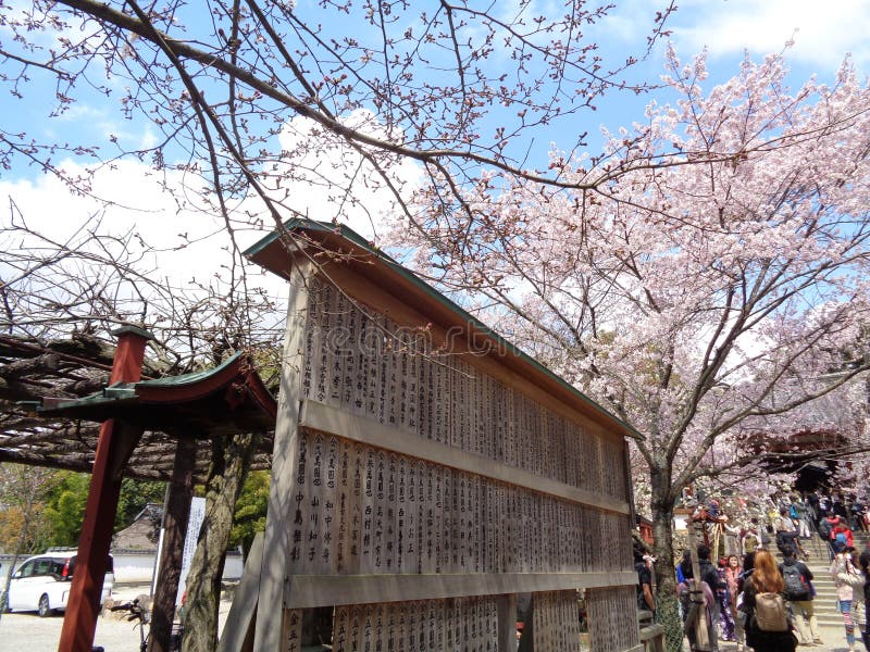 Spring blossoms with blue sky royalty free stock photos
