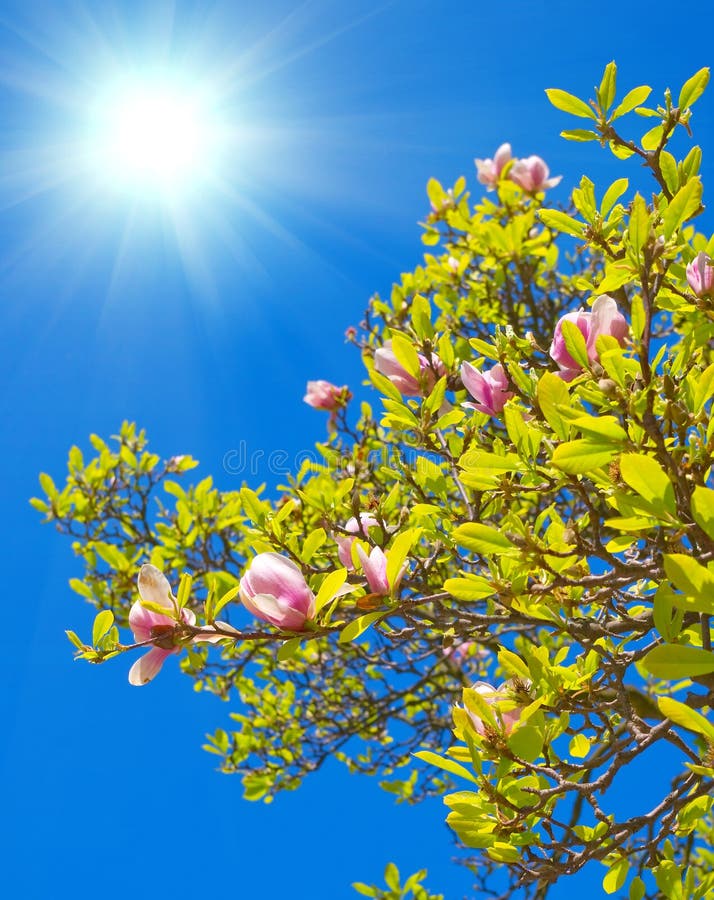 Spring blossoms of Chinese magnolia tree