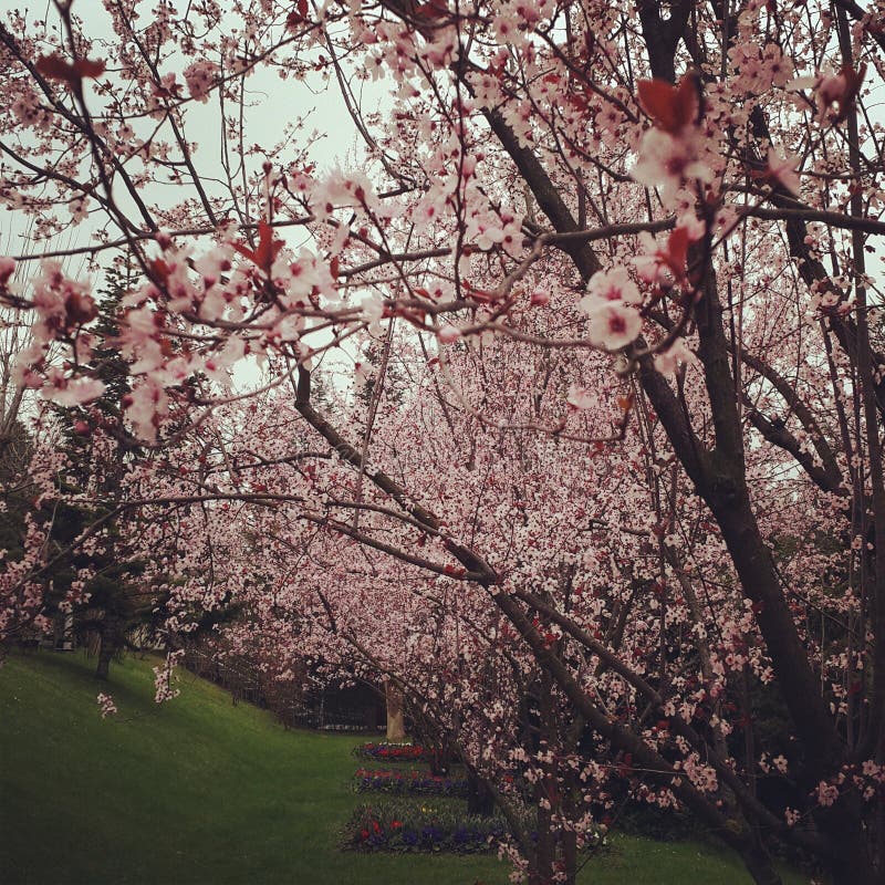 Spring blossoms stock photography