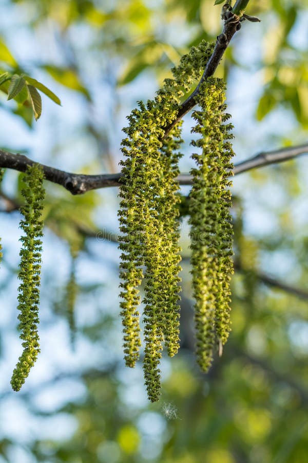 Spring Blossoms Tree Walnuts with Young Green Leaves on Blue Sky