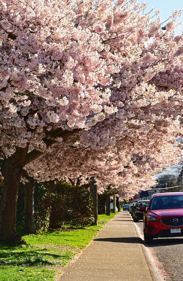 Spring blossoms in Victoria, BC, Canada stock photos