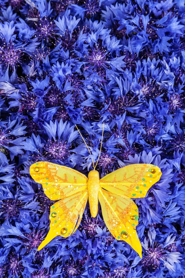 Spring blue cornflower with yellow butterfly. Spring flowers blue cornflower with yellow butterfly wallpaper backdrop royalty free stock photography Spring blue cornflower with yellow butterfly. Spring flowers blue cornflower with yellow butterfly wallpaper backdrop royalty free stock photography
