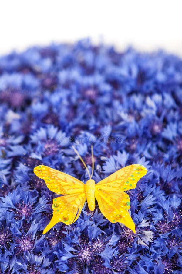 Spring Blue Cornflower with Yellow Butterfly Stock Photo Image of