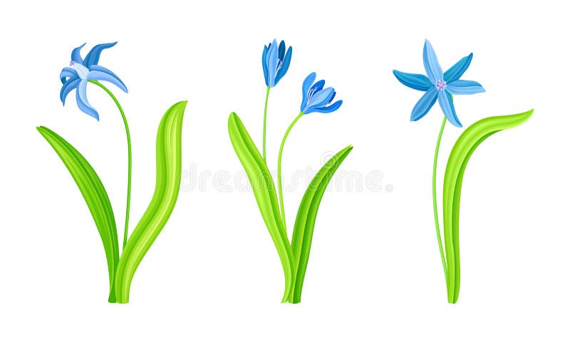 Spring blue snowdrops set. Beautiful elegant blooming flower, spring symbol vector illustration vector illustration