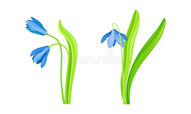 Spring blue snowdrops set. Beautiful fragile blooming flower, spring symbol vector illustration royalty free illustration