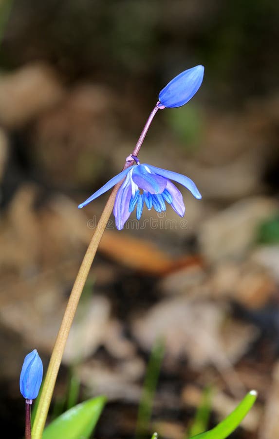 Spring blue wild flowers scilla bifolia royalty free stock photo