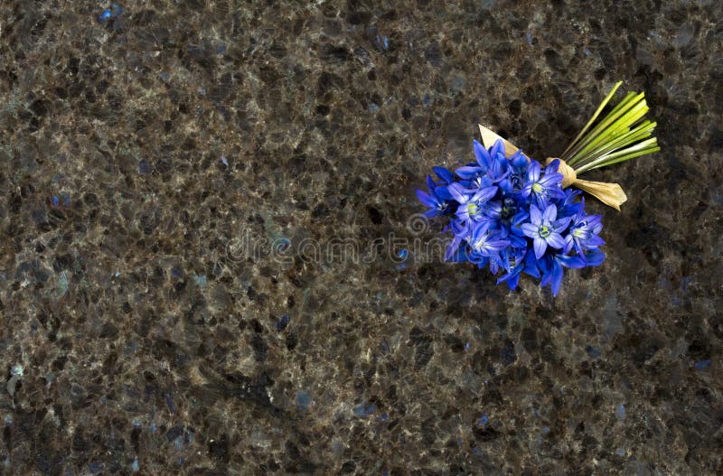 Spring Blue Wild Flowers Scilla On Labrador Antique Granite Surf