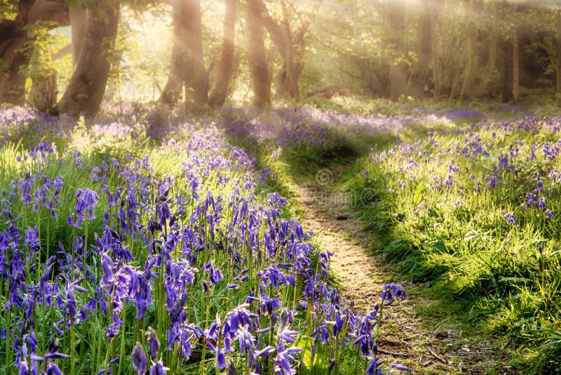 Spring bluebell path through a magical forest