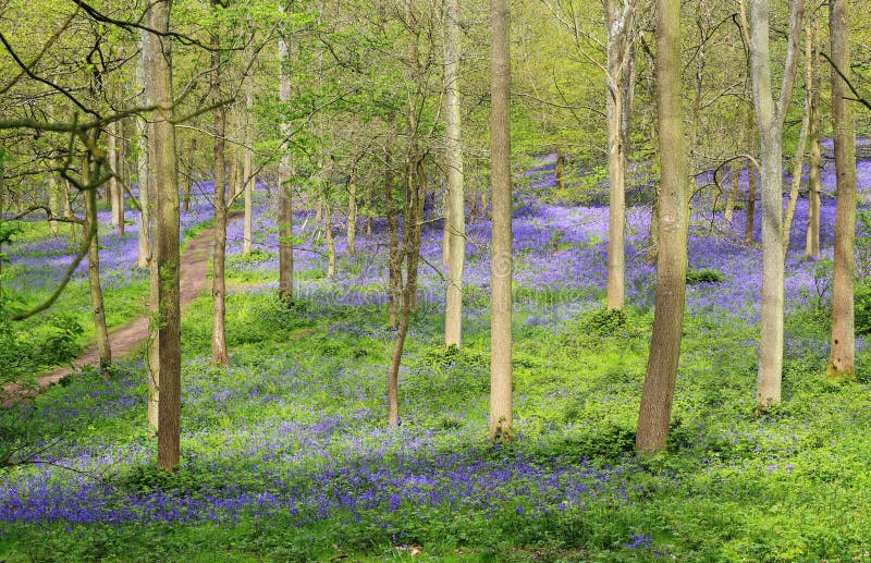 Spring Bluebells in an English Beech Wood