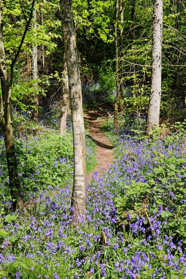 Spring Bluebells in an English Wood
