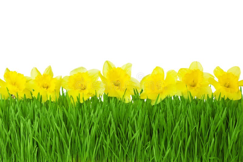 Spring border / Yellow Daffodils (Narcissus) and green grass isolated on white background