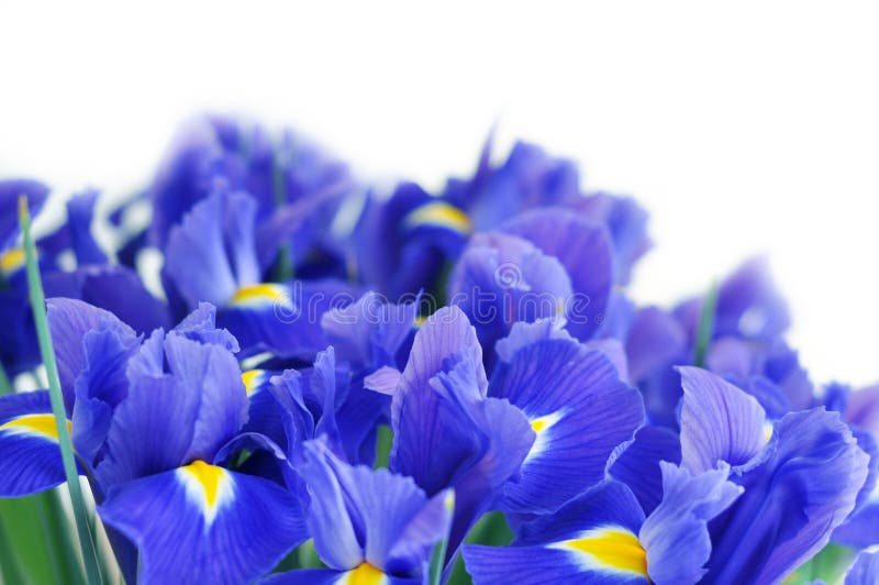 Spring Bouquet of Blue Irises. Beautiful Flowers on a White Background