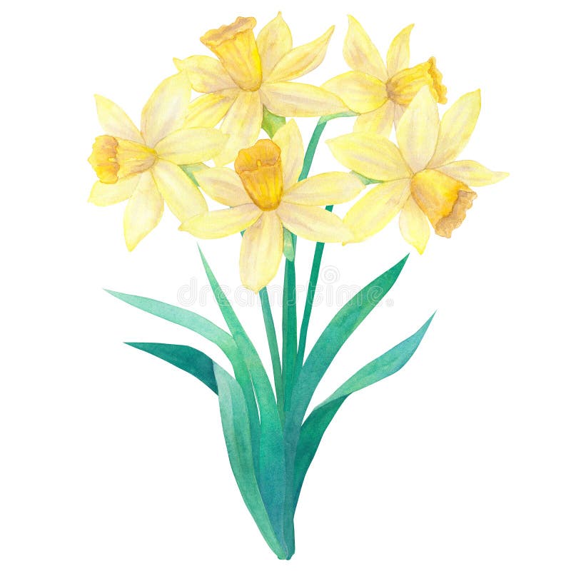 Spring bouquet of bright yellow daffodils or narcissus and leaves. Five flowers. Hand drawn watercolor illustration. Isolated on