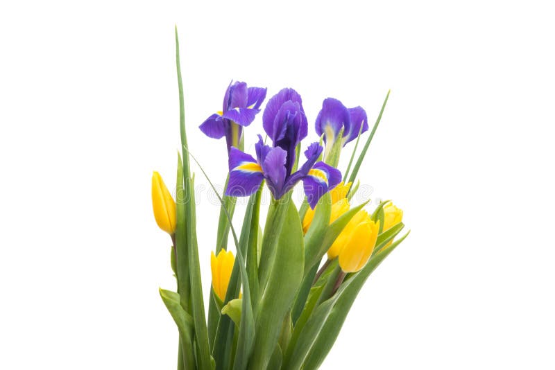 Spring Bouquet With Tulips And Iris Isolated Stock Image Image of