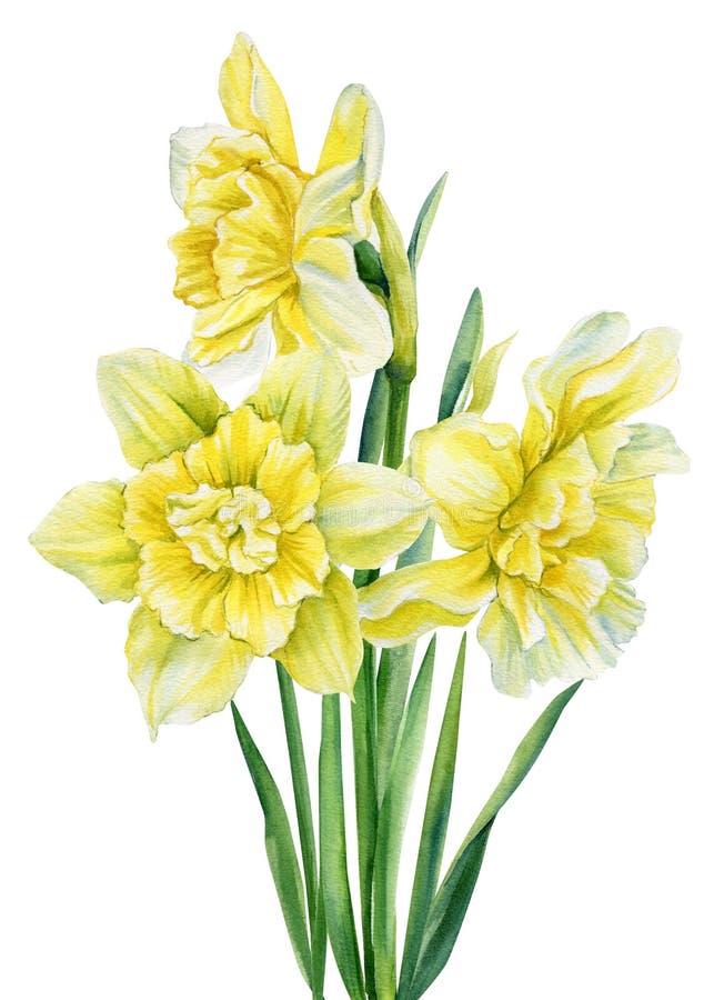 Spring Bouquet. Watercolor Flowers Daffodils on Isolated on White ...