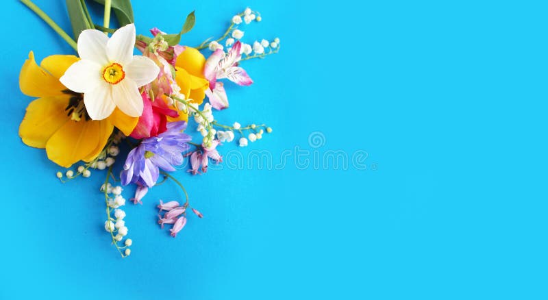 Spring bouquet with yellow tulips and white daffodils on a blue background. Bright floral arrangement. Background for a greeting card