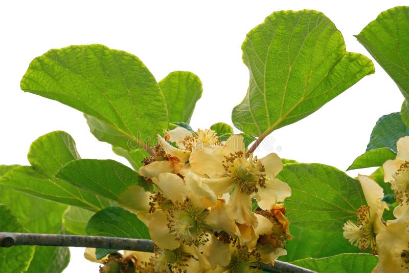 Spring. Branch of kiwi tree with flowers and leaves isolated on white background