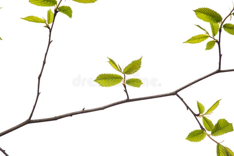 Spring branch with leaves on white background