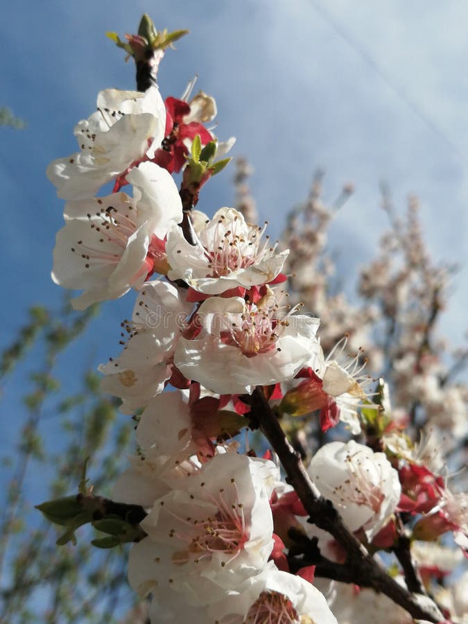 A spring branch of tree stock photo. Image of blossom 178211266
