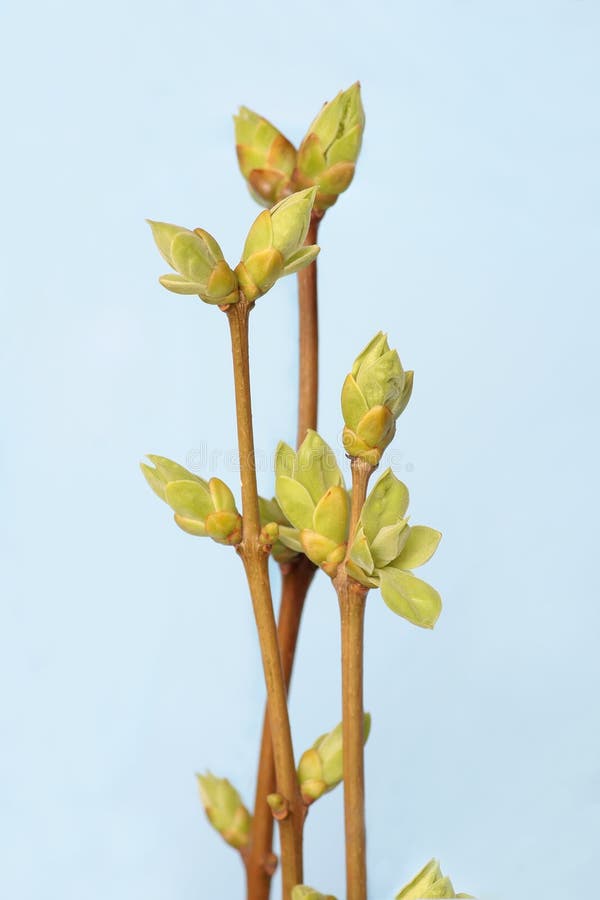 Spring branch of Tree. Tree stick against blue sky stock photos