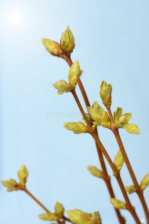 Spring branch of Tree. Tree stick against blue sky stock photography