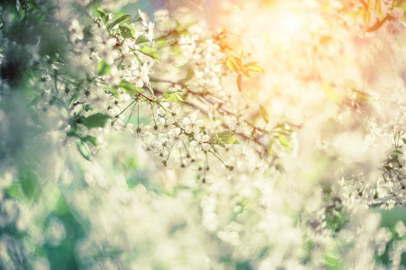 Spring Branch with White Small Flowers at Sunset. Background Stock ...