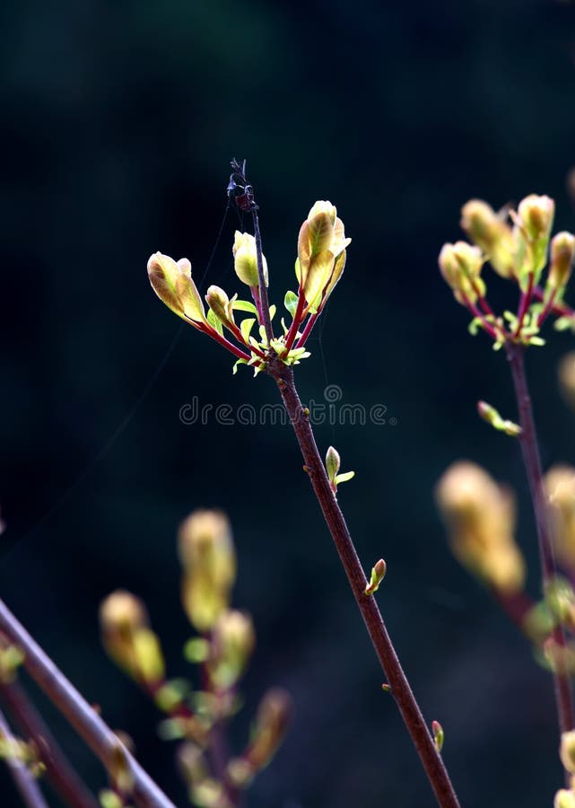 Spring bud