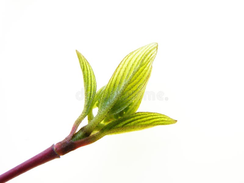 Spring bud