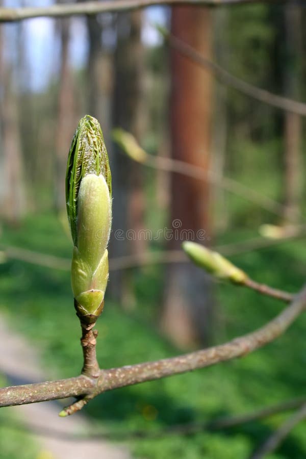 Spring bud