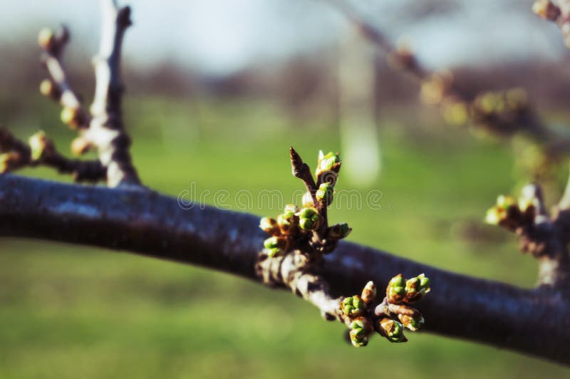 Spring bud on the branch